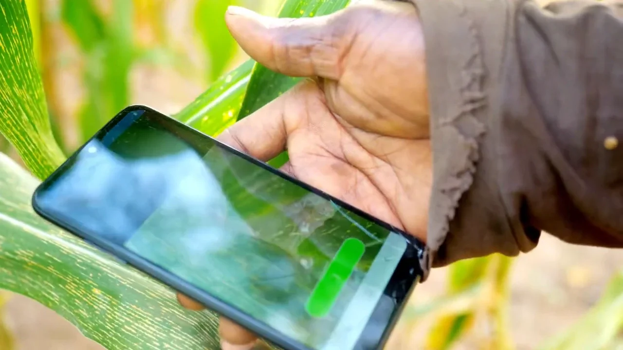 A farmer using a phone to inspect a crop in the field
