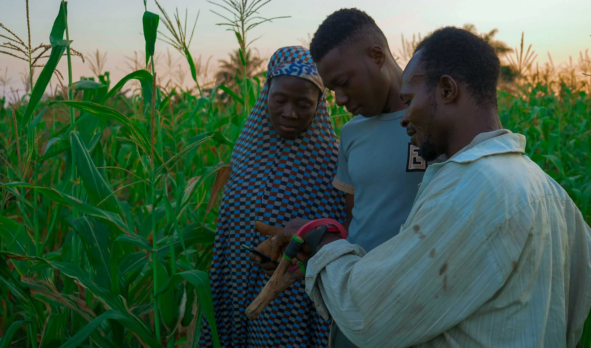 An Okuafo Foundation field visit with farmers standing together in a maize field
