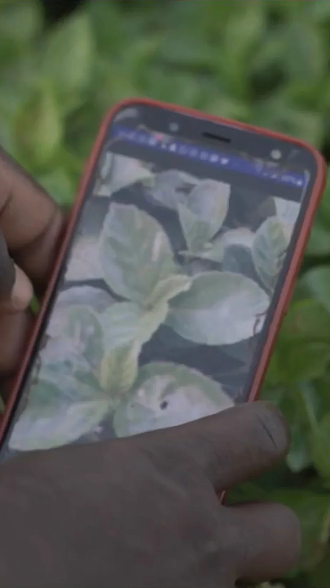 Hands using the Okuafo phone application to scan a green leaf in the field
